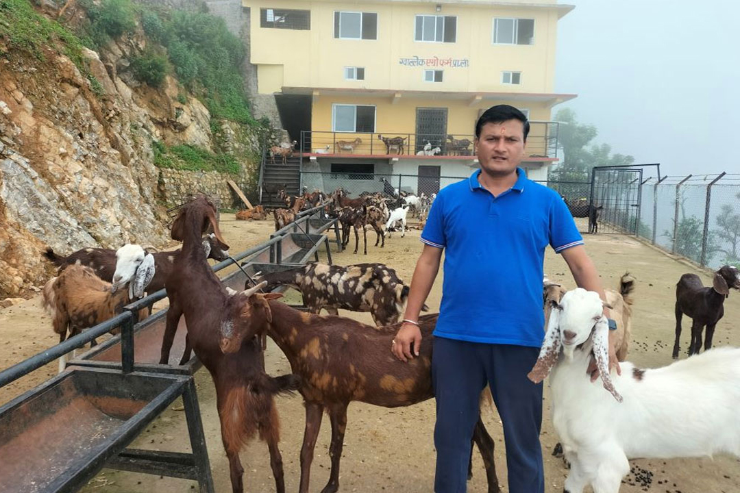 बैतडीका निर्माण व्यवसायी चन्दको लोभलाग्दो बाख्रापालन, ५ करोड लगानी 